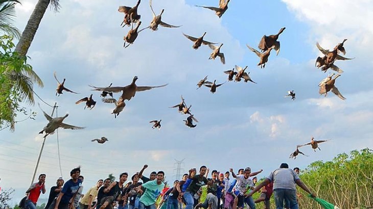 Karapan Ayam dan Pacu Itiak, Balapan yang Unik