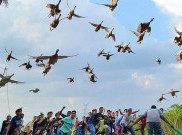 Karapan Ayam dan Pacu Itiak, Balapan yang Unik