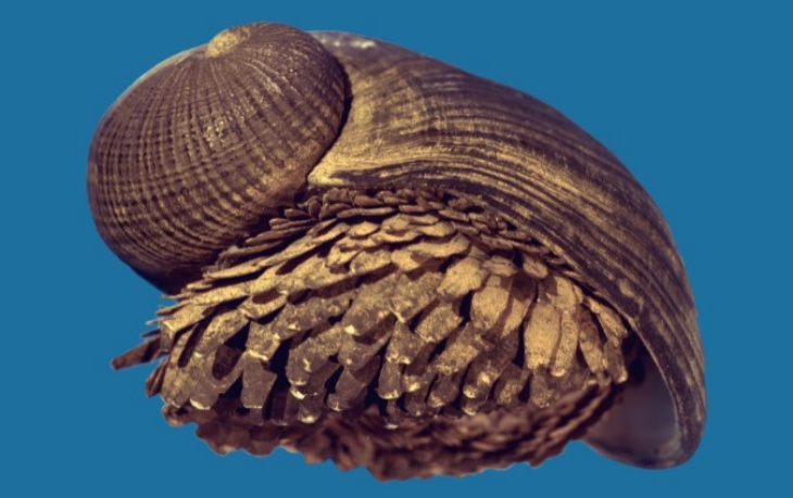 Unik, Siput ini Punya Cangkang Besi Sebagai Alat Pertahanan