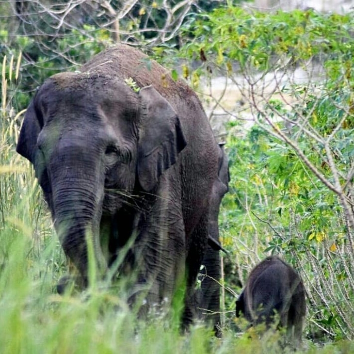 Gajah Sumatera. (Foto: Instagram @kementerianlhk)