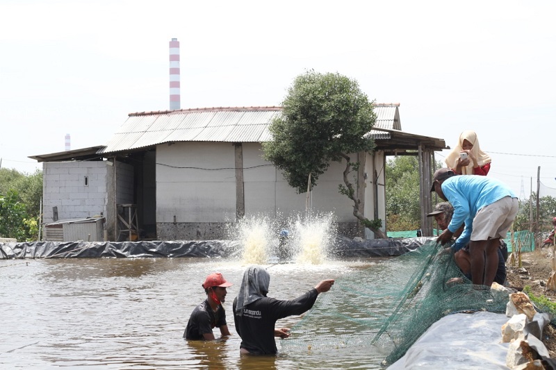 Distribusi Terganggu, Harga Udang Vamane Alami Penurunan