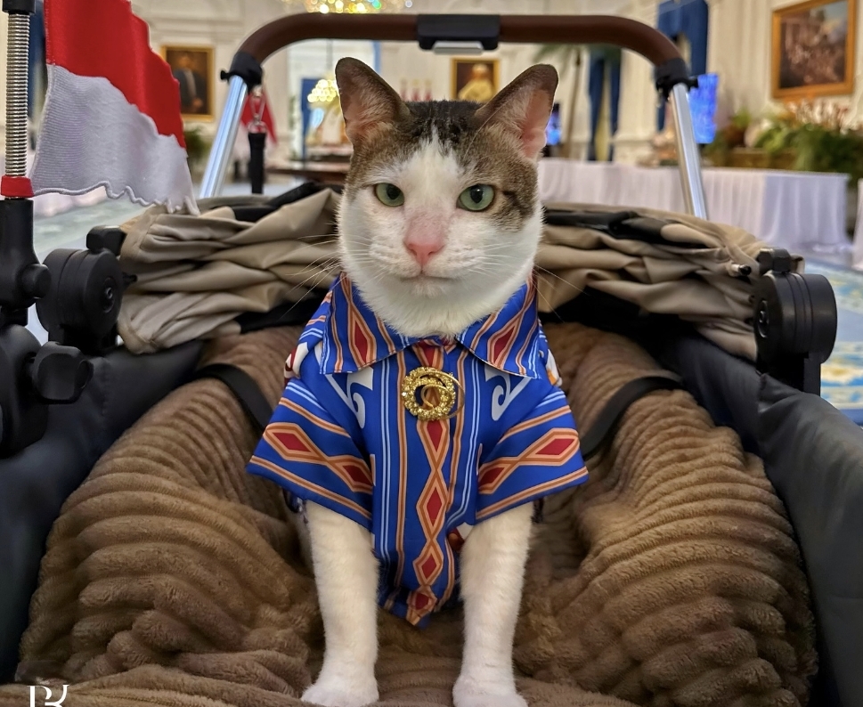 Bobby The Cat, Meme Coin Solana dengan Visi Filantropi Berkelanjutan