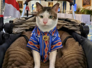 Bobby The Cat, Meme Coin Solana dengan Visi Filantropi Berkelanjutan