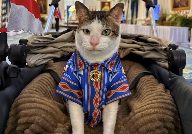 Bobby The Cat, Meme Coin Solana dengan Visi Filantropi Berkelanjutan
