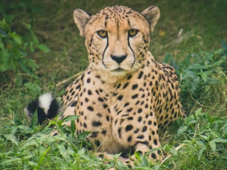 Setelah 70 Tahun, Cheetah akan Kembali ke India
