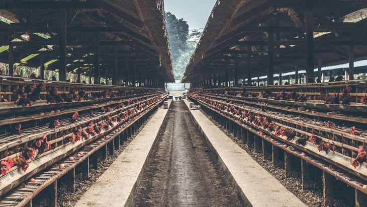 Terlalu Banyak Konsumsi Daging Ternyata Bahaya untuk Planet Bumi