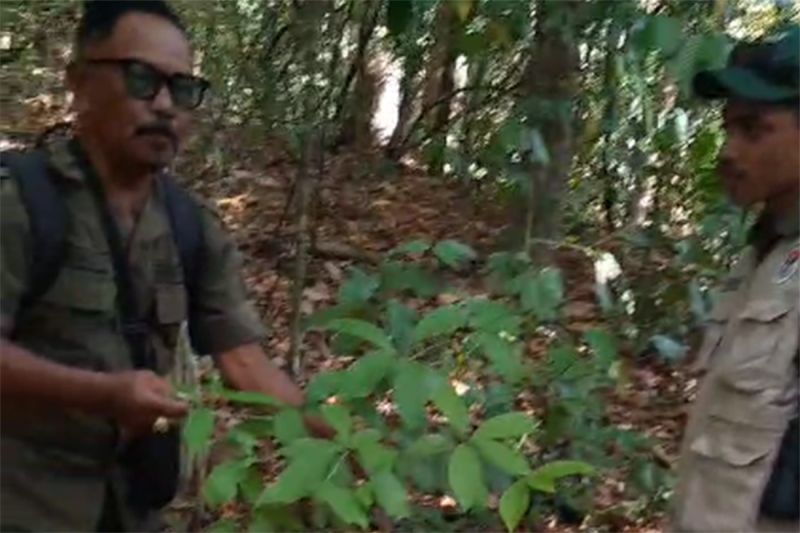 Dehaasia Pugerensis, Tanaman Super Langka Ditemukan di TN Meru Betiri Jember