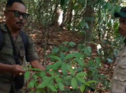  Dehaasia Pugerensis, Tanaman Super Langka Ditemukan di TN Meru Betiri Jember