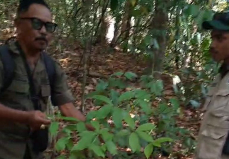  Dehaasia Pugerensis, Tanaman Super Langka Ditemukan di TN Meru Betiri Jember