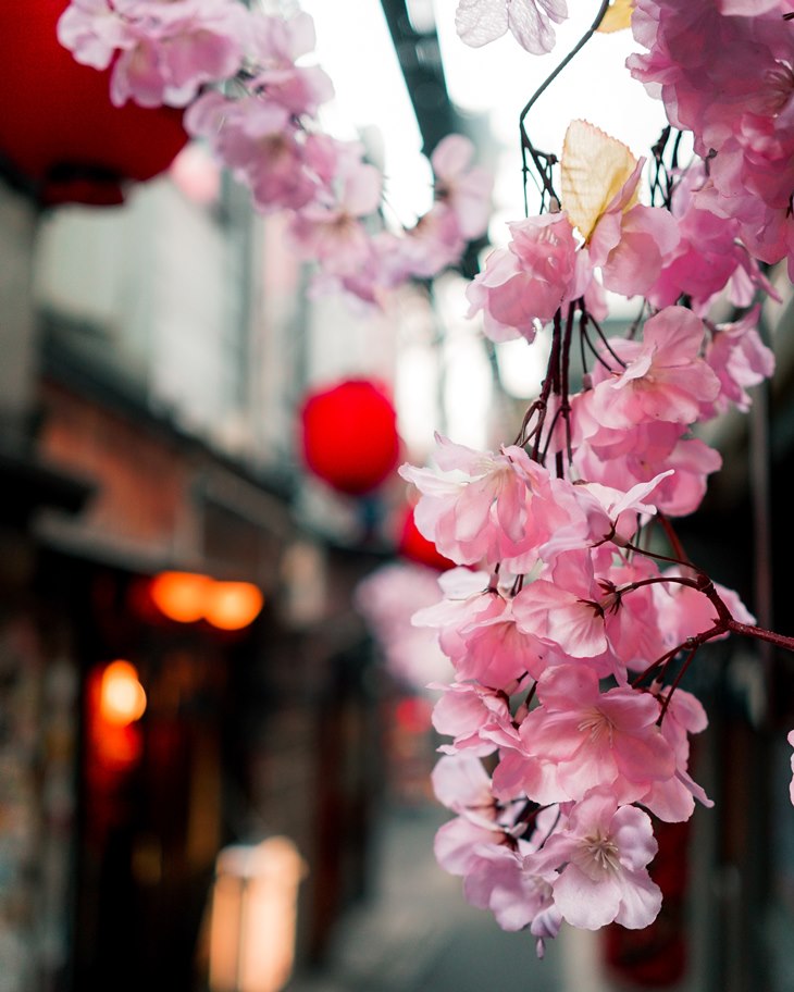 sakura