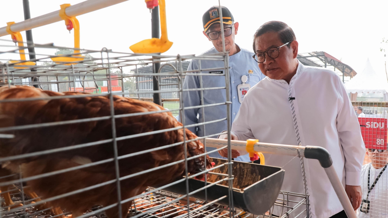 Pemprov DKI Bangun Kawasan Peternakan Terintegrasi di Ciangir, Target Tampung 5.000 Ekor Sapi
