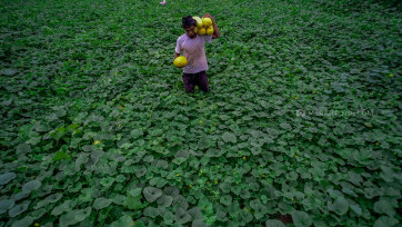 Memanen Timun Suri di Bulan Penuh Berkah