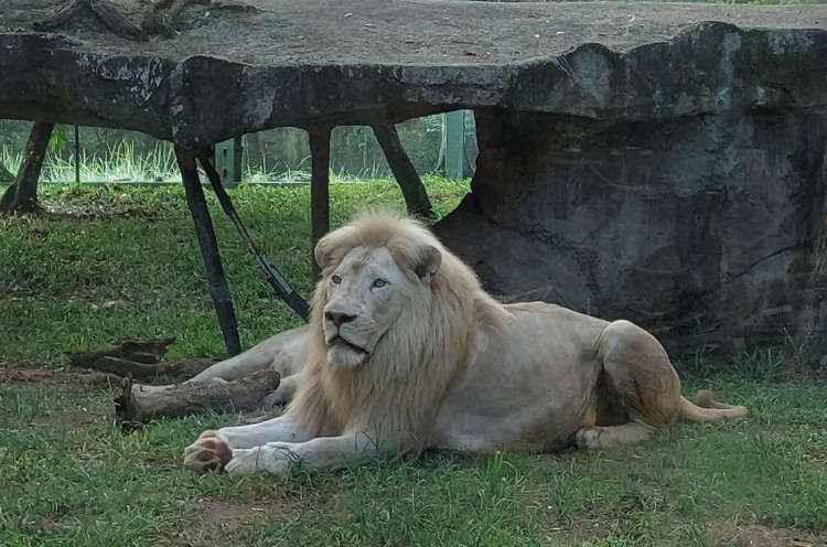 Viral Kondisi Singa di Faunaland, Pemerhati Hewan Lakukan Sidak