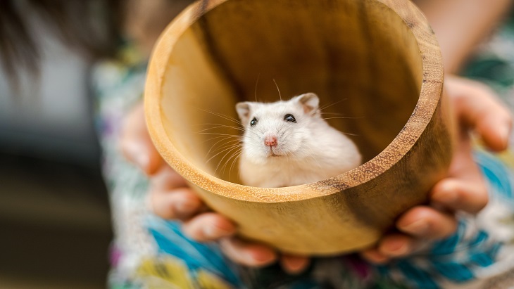 Tips Moncer Jinakkan Hamster