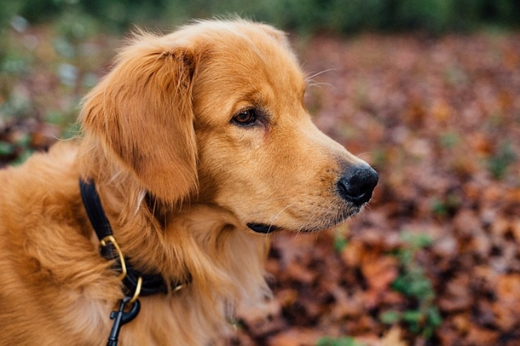 Anjing jenis Golden Retriever yang bisa menjadi anjing pelacak. (Foto: Pixabay/Free-Photos)
