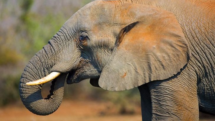 gajah