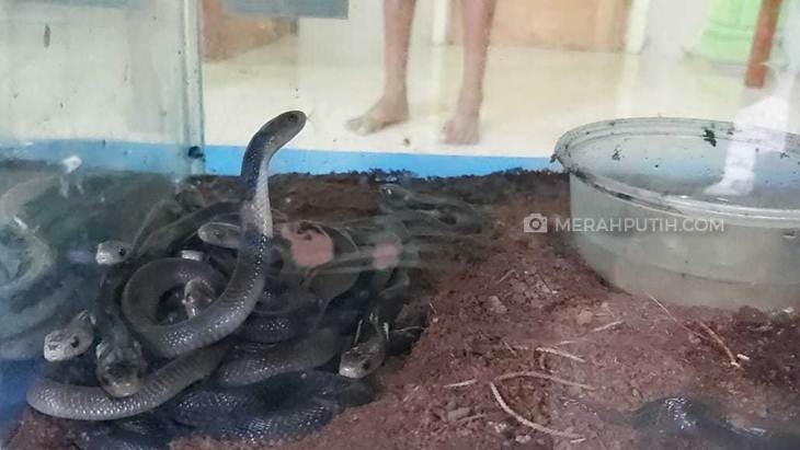 Anak Buah Anies Punya Tips Hadapi 'Serangan' Ular Kobra