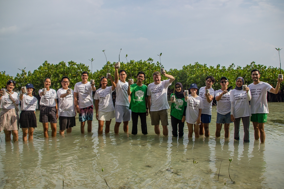 mangrove