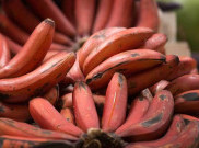 Pisang Merah, si Langka yang Kaya Manfaat