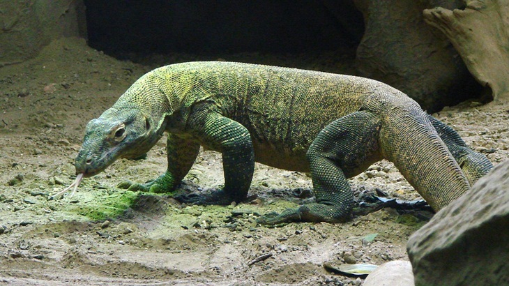 Rumah penetasan komodo solusi lain selain penutupan. (Foto: Pixabay/skeeze)