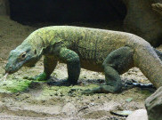 Selain Penutupan Taman Nasional, Solusi Ini Cukup Efektif Tingkatkan Populasi Komodo