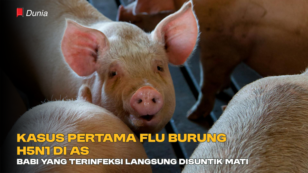 Kasus Pertama Flu Burung H5N1 di AS, Babi yang Terinfeksi Langsung Disuntik Mati
