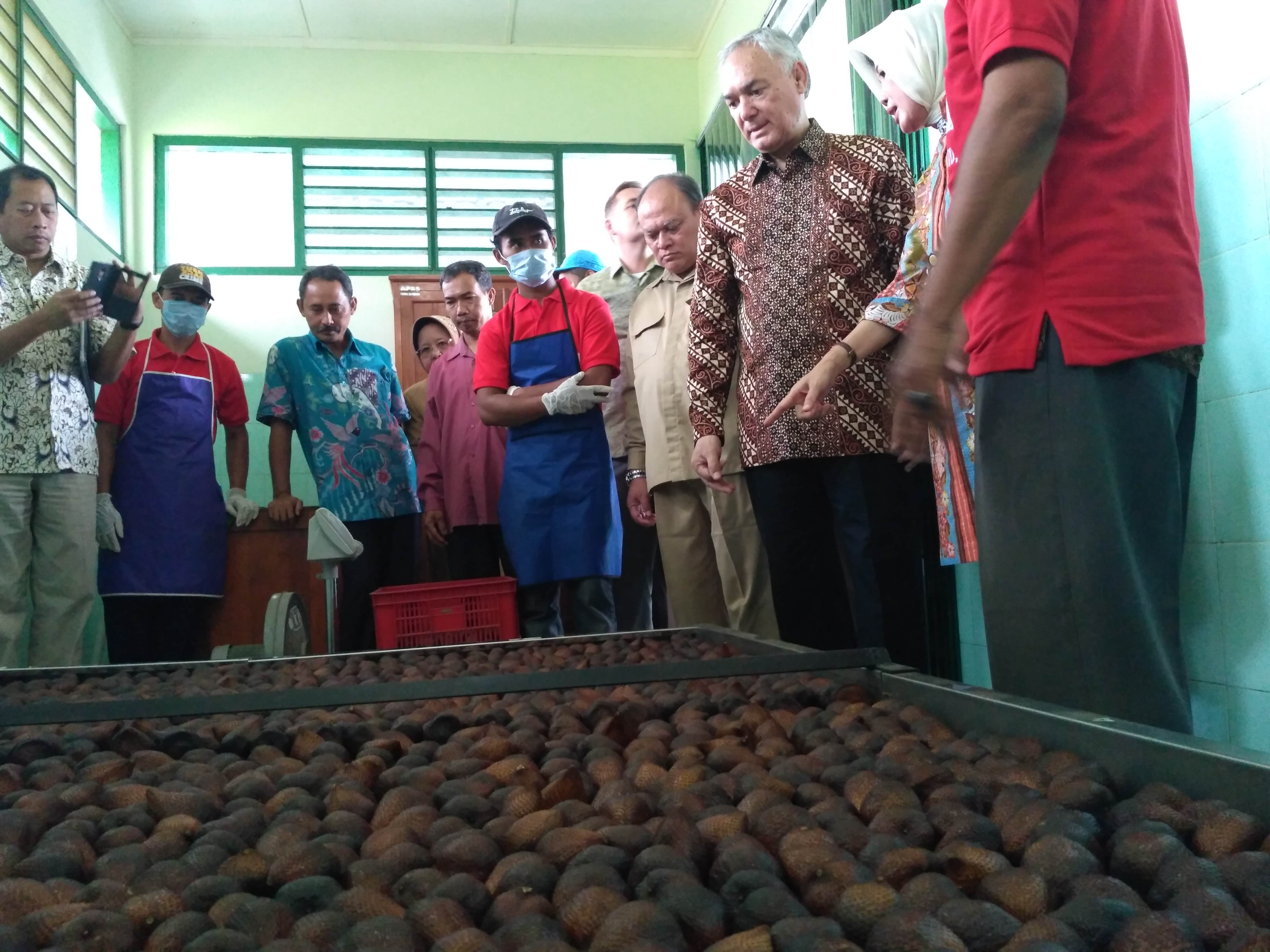 Sempat Terhambat Pandemi, Petani Sleman Kembali Ekspor Salak