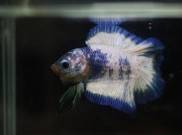 Cupang hingga TikTok-an, 5 Hobi Baru ini Muncul di Masa Pandemi