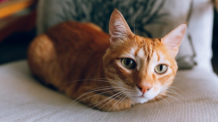 Brimob Viral yang Lempar Kucing ke Parit Segera Diperiksa Propam