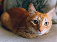 Brimob Viral yang Lempar Kucing ke Parit Segera Diperiksa Propam
