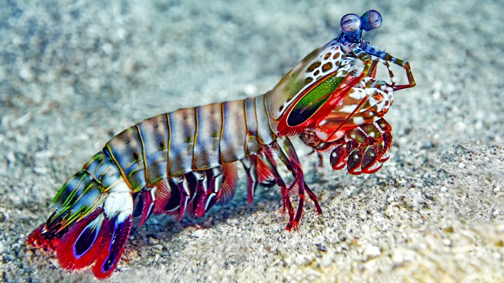 Udang Mantis Punya Super Power Seperti Hulk
