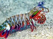 Udang Mantis Punya Super Power Seperti Hulk