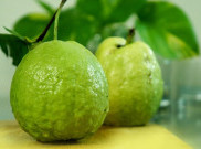 Perkuat Sistem Imun Tubuh di Musim Hujan dengan Jambu Biji