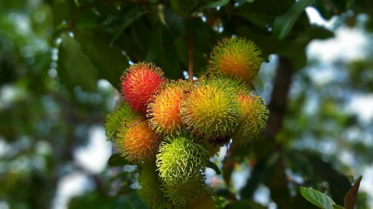 Buah ini bisa menguatkan tulang (Foto: Instagram/mayasuhud)
