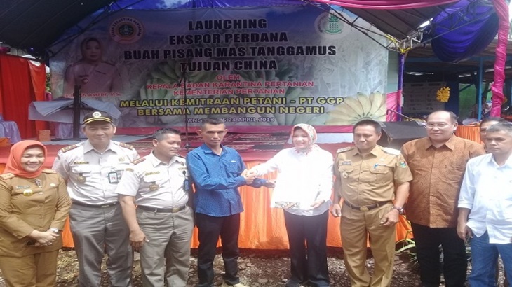 Pelepasan ekspor perdana Pisang Mas Tanggamus