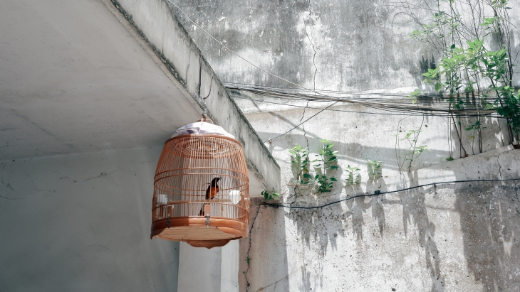 Kandang kotor bisa mempengaruhi kesehatan burung. (Foto: Unsplash/Duy Hoang)