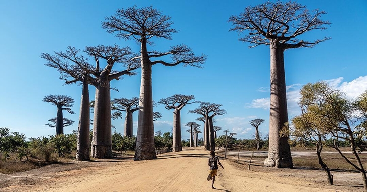 Pohon-pohon baobab di Madagaskar. (Foto: instagram.com/atlasdergisi)