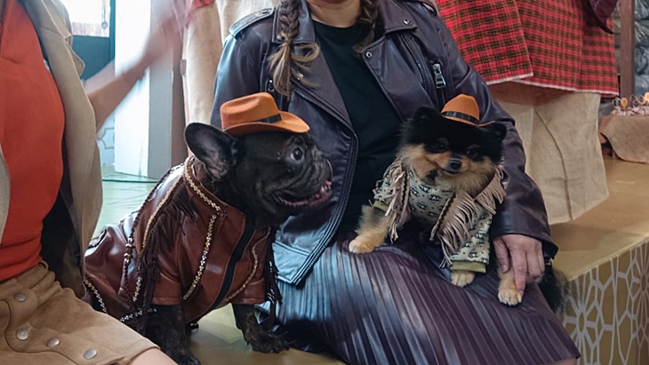 Bulldog di Surabaya Rayakan Ulang Tahunnya, Dihadiri Ratusan Anjing Berbusana Koboi