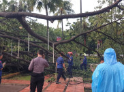 Pohon Besar di Balai Kota DKI Tumbang, Timpa Polisi dan Motor