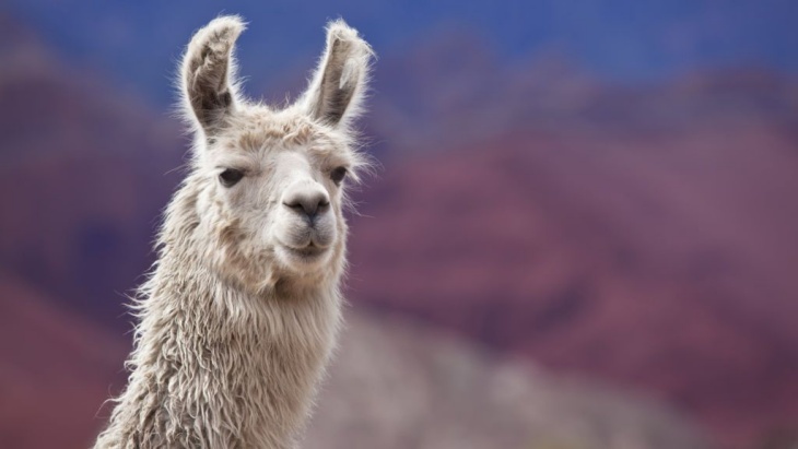 Apakah llama akan menjadi penyelamat manusia dari COVID-19? (Foto: BBC)
