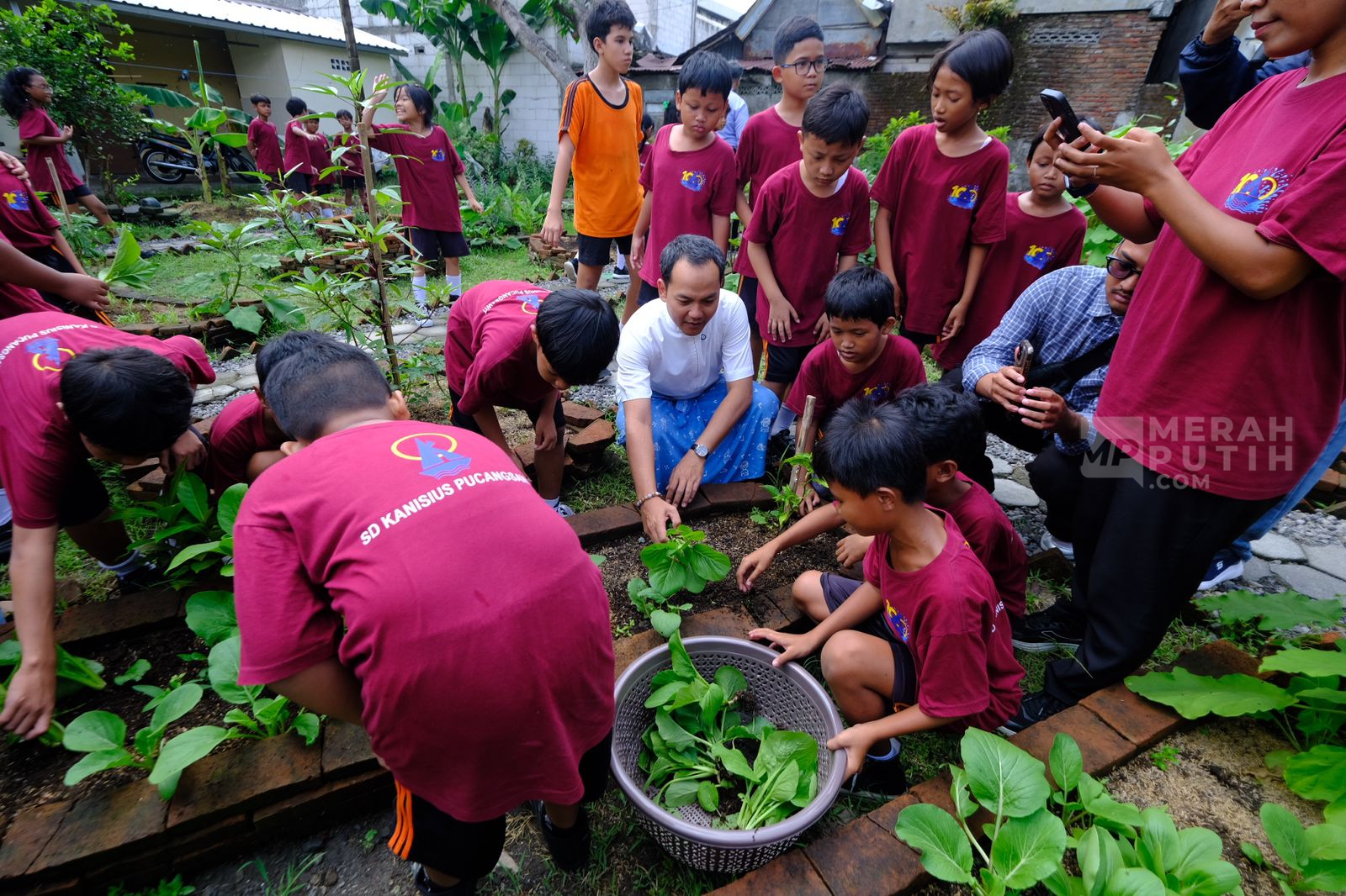 Kisah Ketahanan Pangan dari Kebun SD Kanisius Pucangsawit, Solo