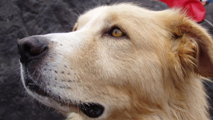 Dapatkah Pengobatan Alternatif Diterapkan pada Anjing?