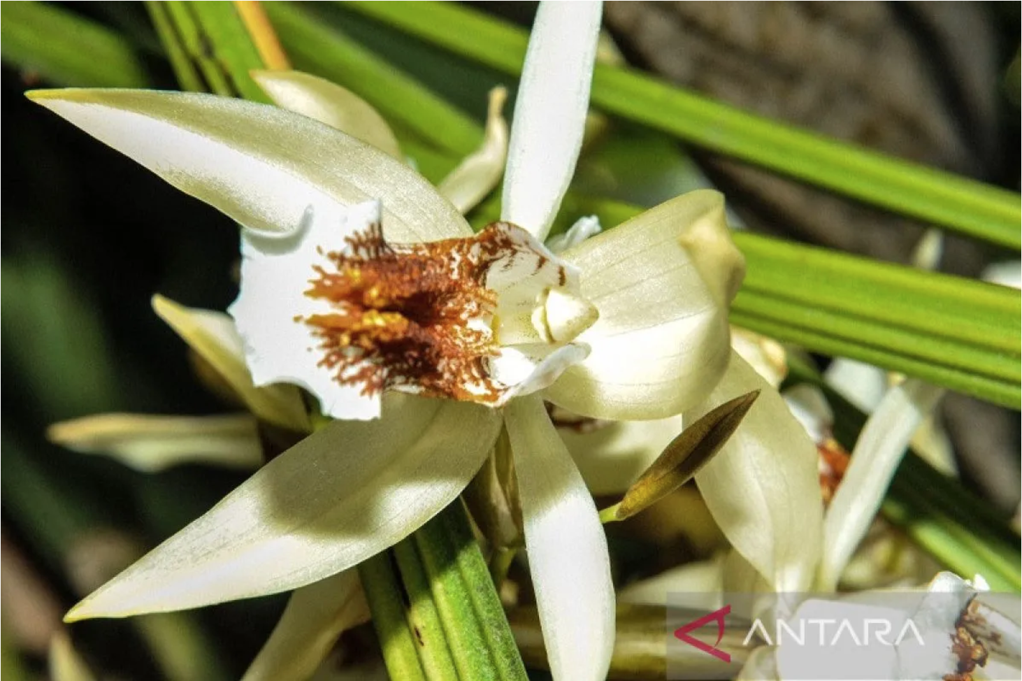 BRIN Identifikasi 98 Taksa Baru Flora, Fauna, dan Mikroorganisme Sepanjang 2024