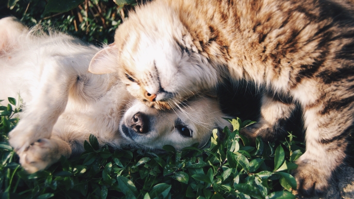 Anjing dan kucing  (Foto: Unsplash/Krista Mangulsone)