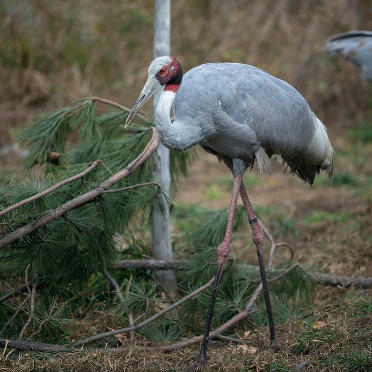 sarus