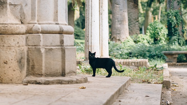 Alasan Orang Enggan Pelihara Kucing Berwarna Hitam