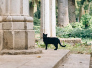 Alasan Orang Enggan Pelihara Kucing Berwarna Hitam