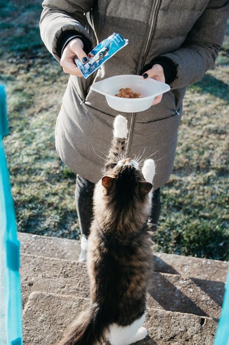 kucing
