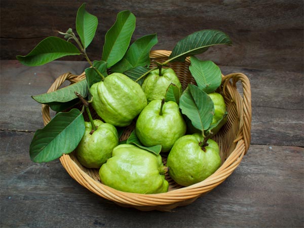 Jambu biji (Foto: Boldsky)