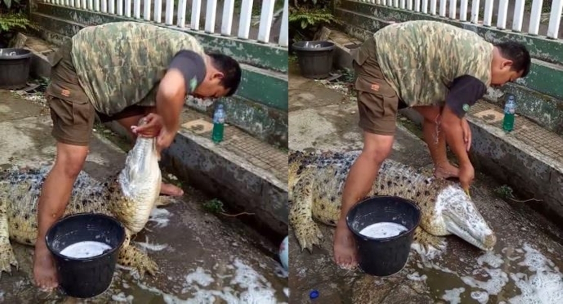 7 Fakta yang harus Kamu Tahu di Balik Video Viral Pria Memandikan dan Menyikat Gigi Buaya
